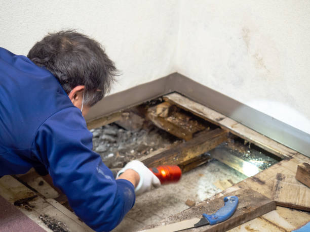 Best Post-Flood Mold Remediation in Saluda, SC