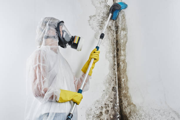Professional Mold Remediation in Saluda, SC