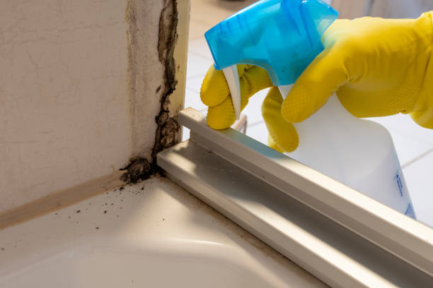 Best Black Mold Remediation in Saluda, SC