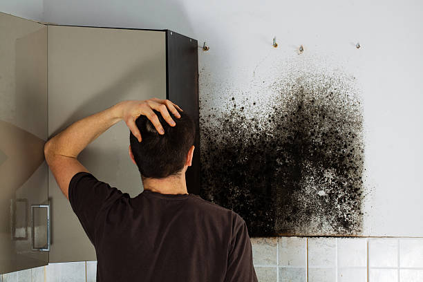 Best Kitchen Mold Remediation in Saluda, SC