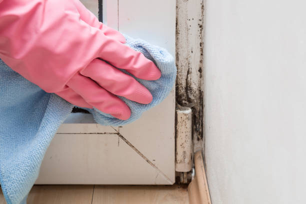 Best White Mold Remediation in Saluda, SC